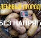  Ленивый огород — реальность!